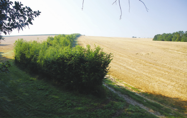 Biokoridor Bohušov.