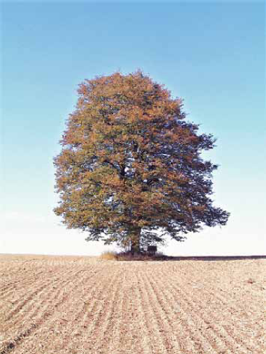 Osamocený strom.