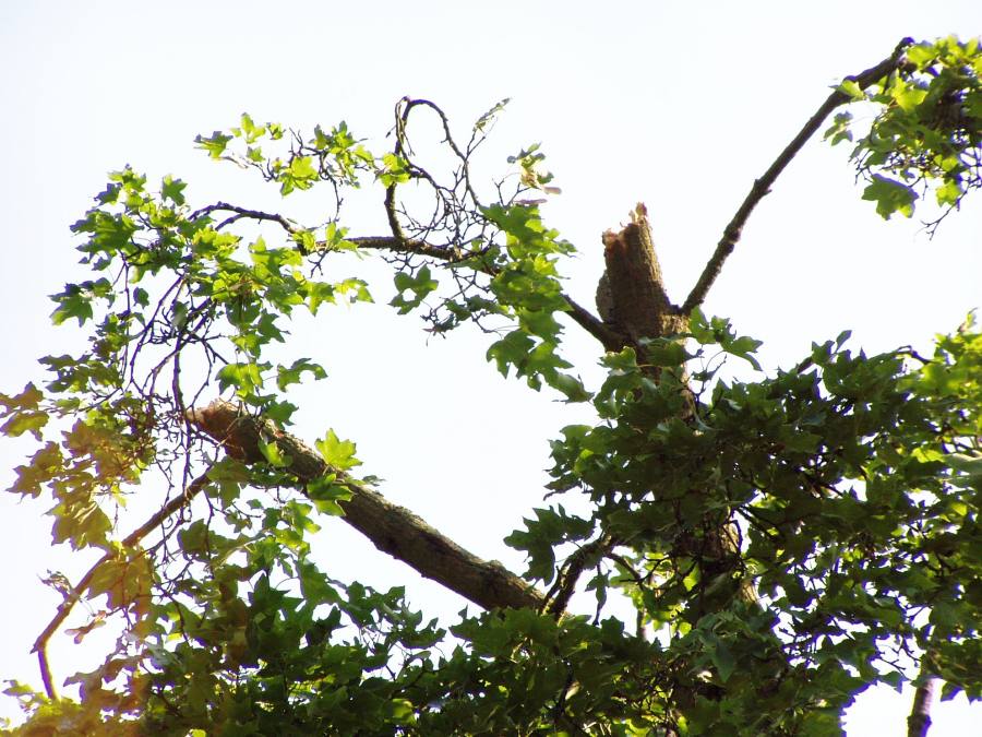 Javor polní, babyka