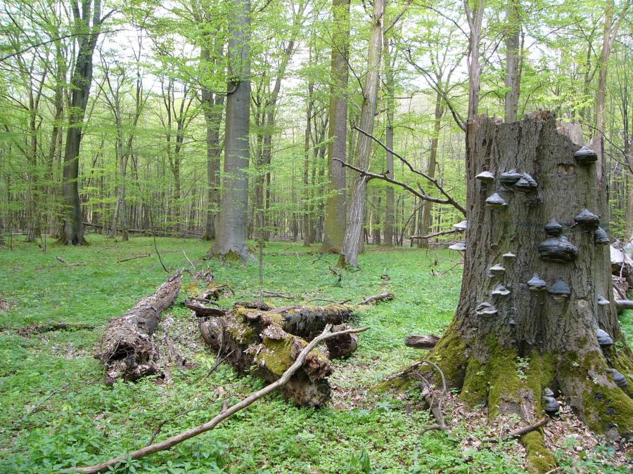 Habrová seč