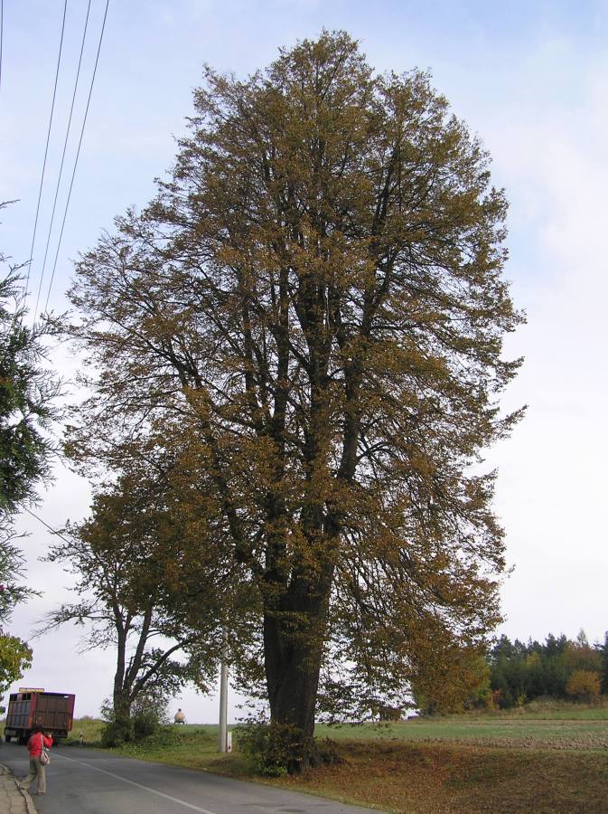 Lípa - ISOP Portál