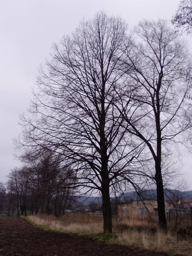 Lípa u vodárny