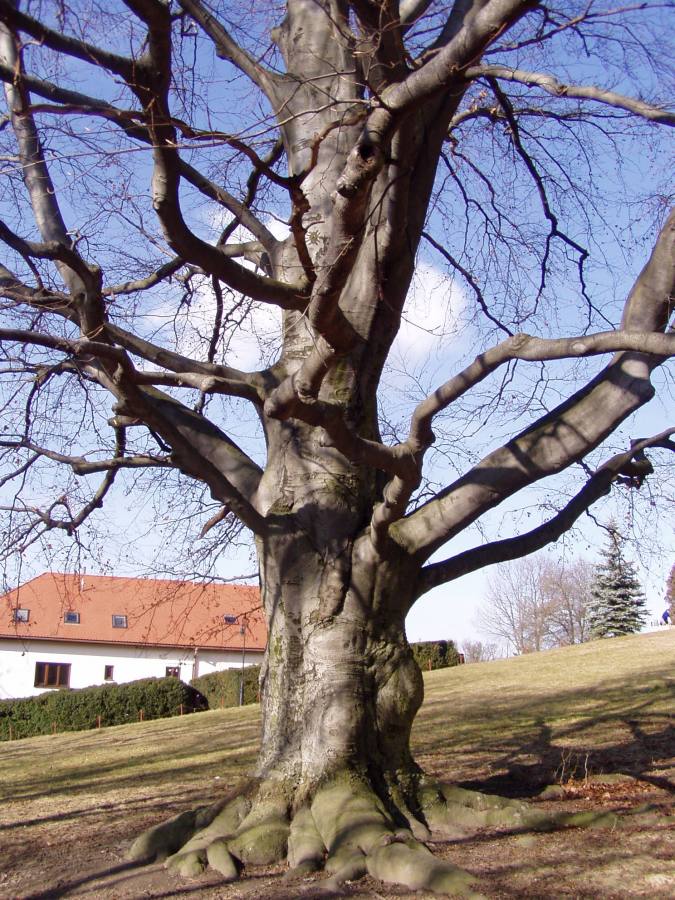 Červený buk v zámecké zahradě