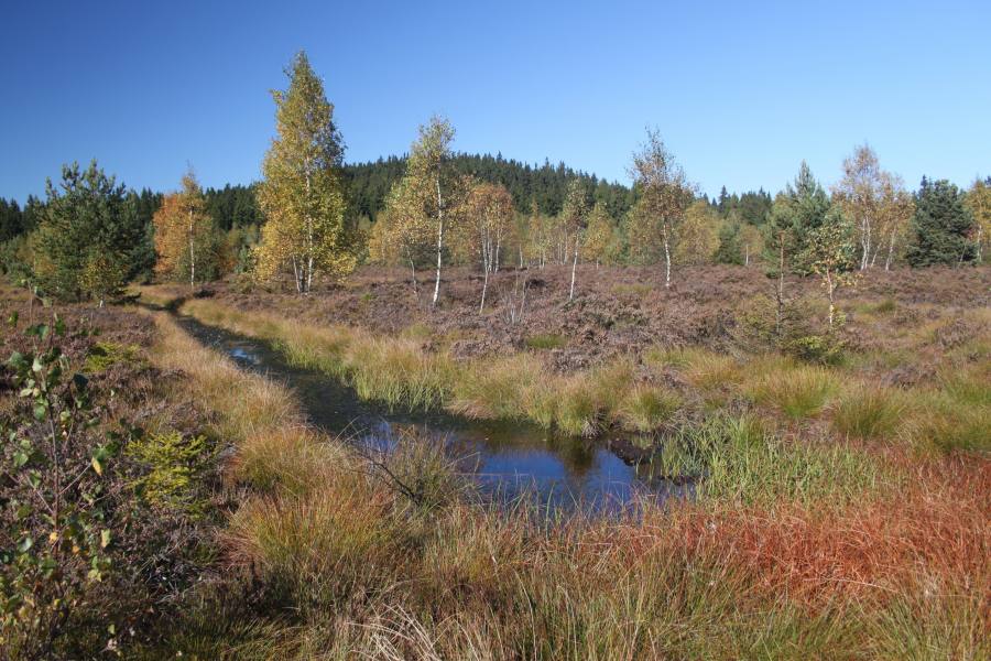 Krásenské rašeliniště