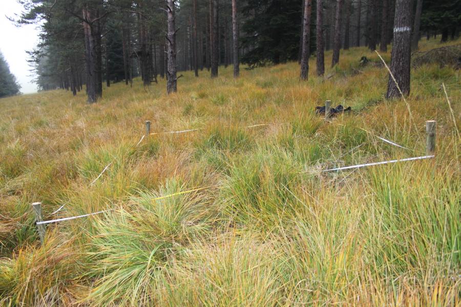 Inventarizační průzkum - vegetace