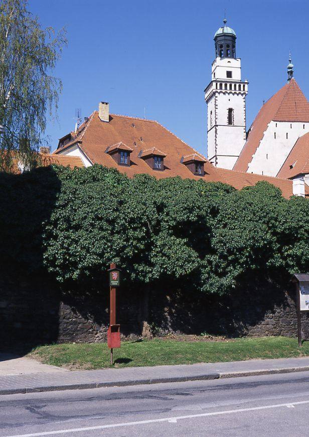 Břečťan obecný
