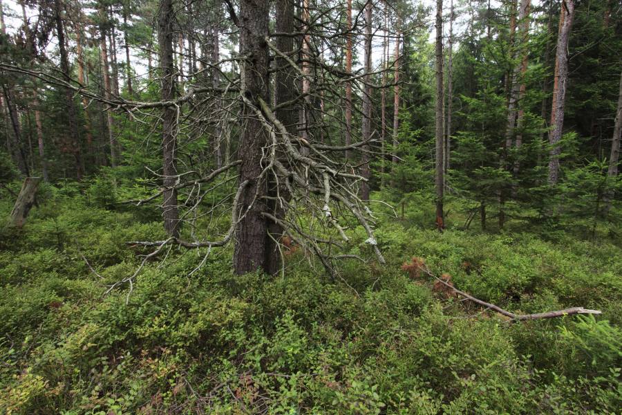 Dářská rašeliniště