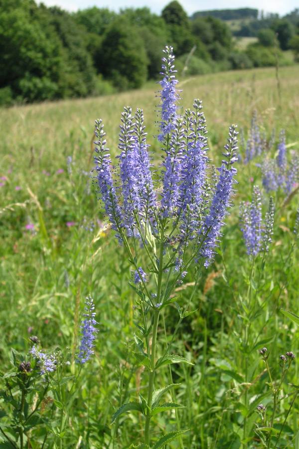 rozrazil latnatý širolistý