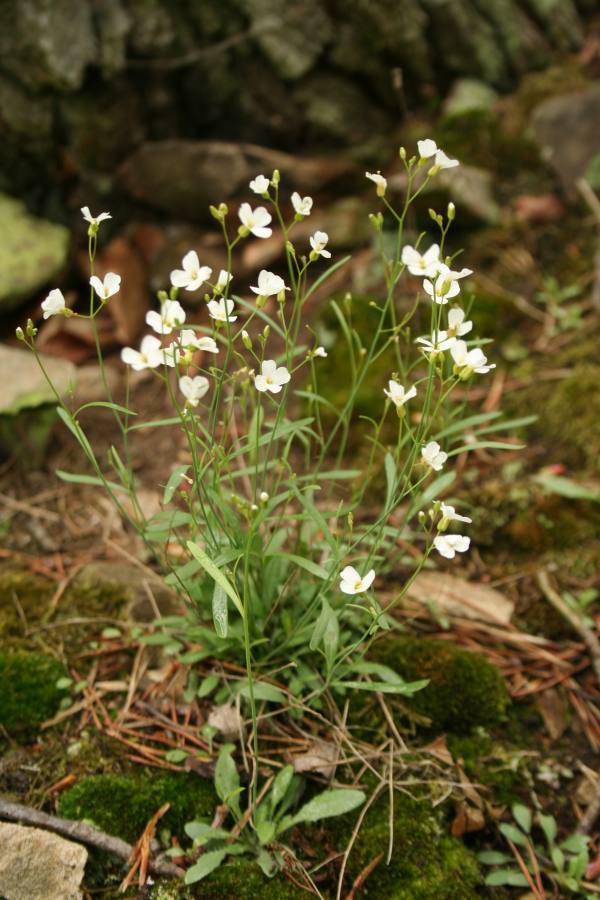 řeřišničník skalní