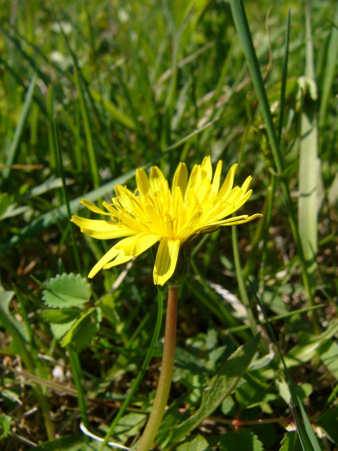 pampeliška žabička