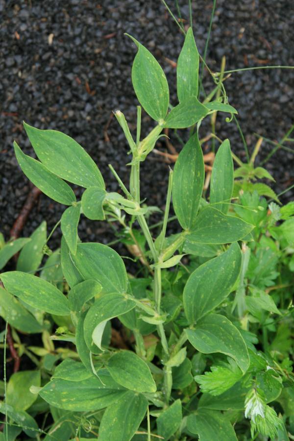 hrachor různolistý