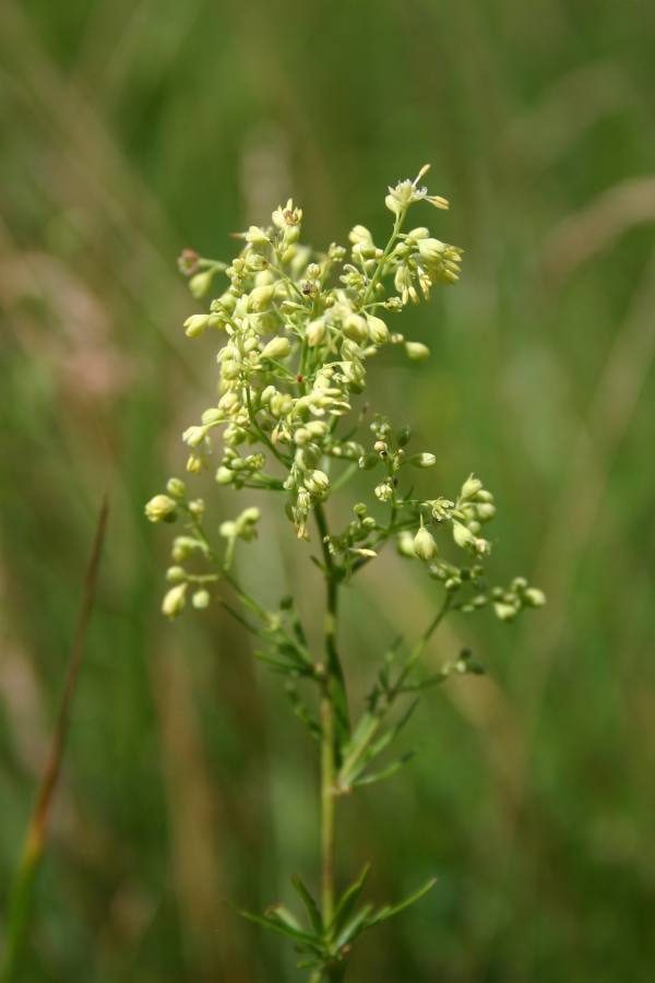 žluťucha jednoduchá svízelová