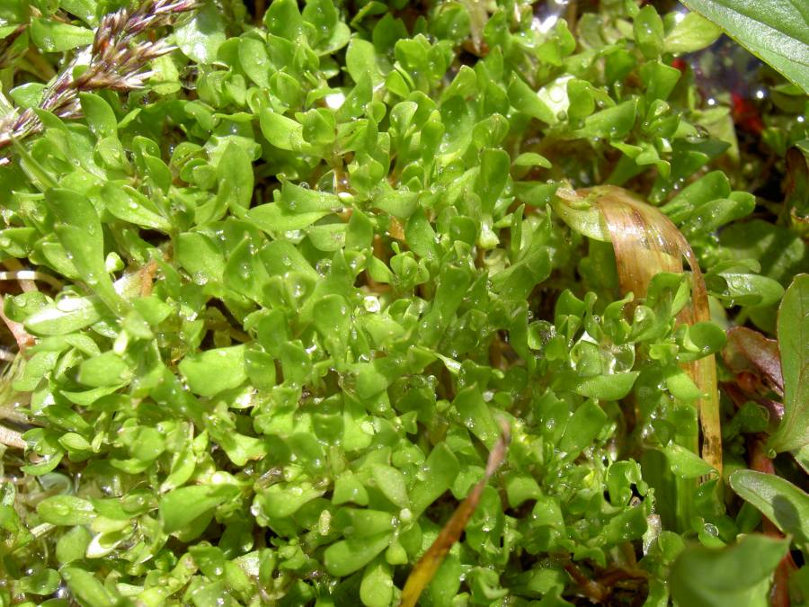 zdrojovka hladkosemenná