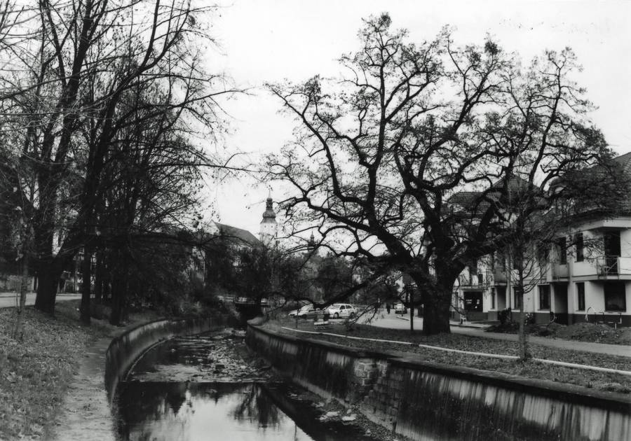 Gallašova lípa