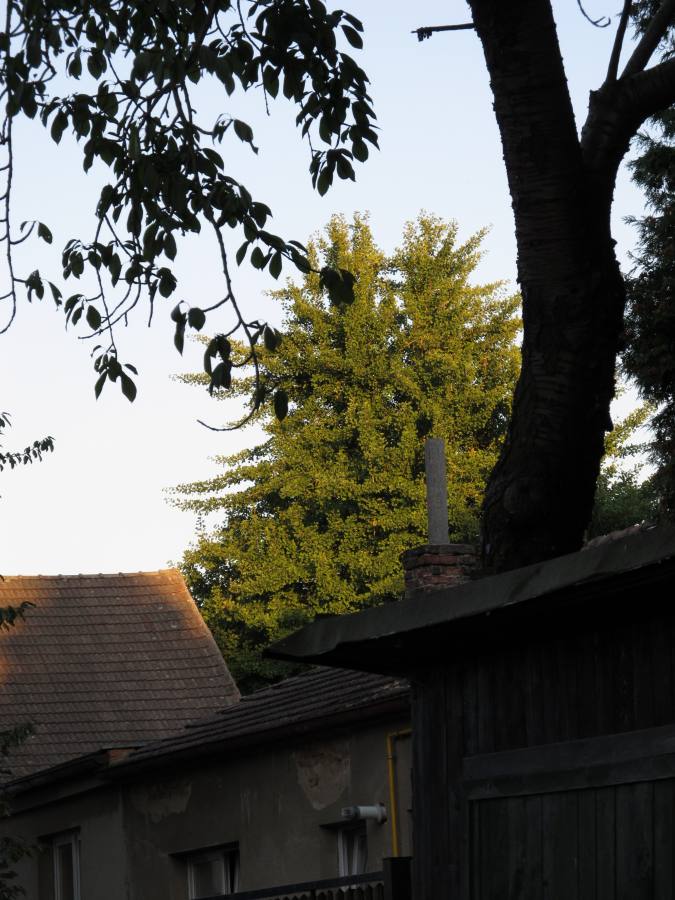 Jinan dvoulaločný-Ginkgo biloba