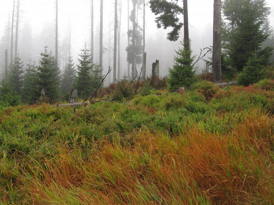 Šumava