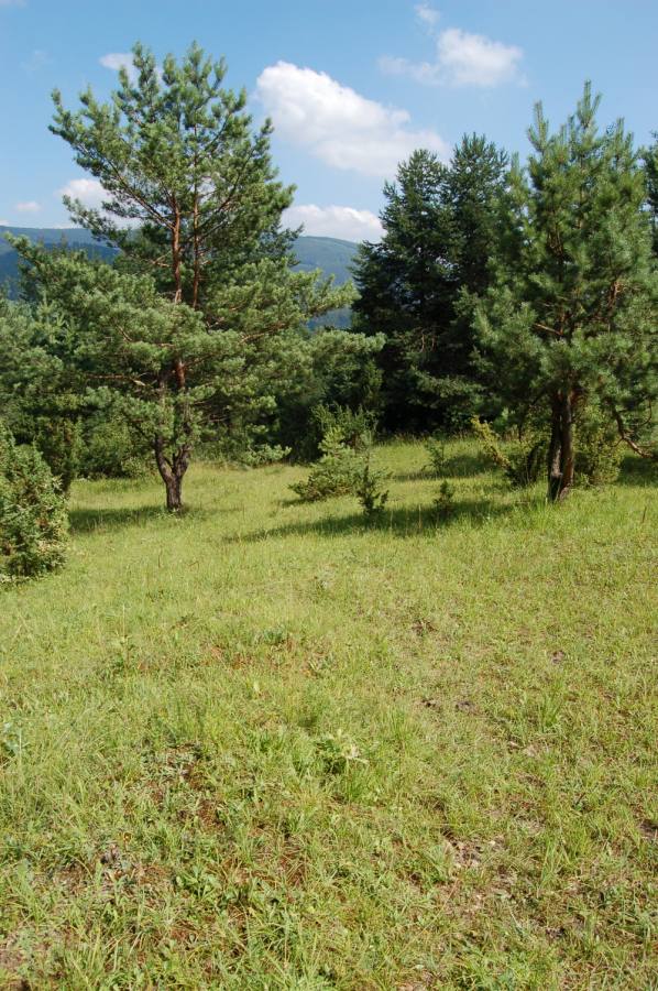 Širokolisté suché trávníky, porosty s význačným výskytem vstavačovitých a s jalovcem obecným (Juniperus communis)