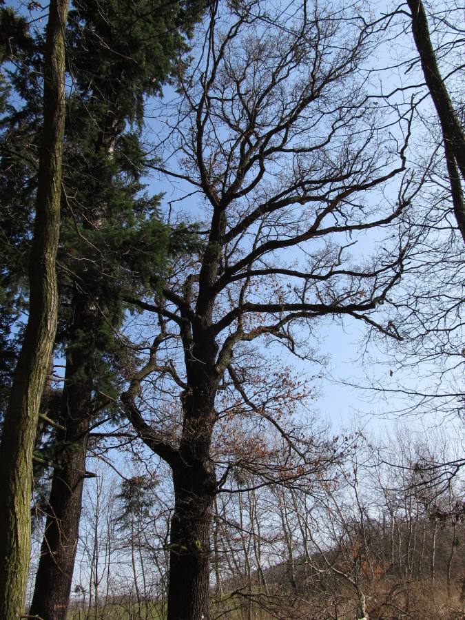 Dub letní u samoty Nouzov