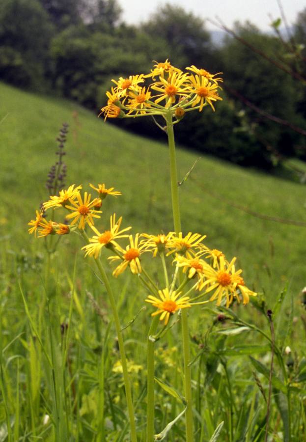 starček dlouholistý moravský