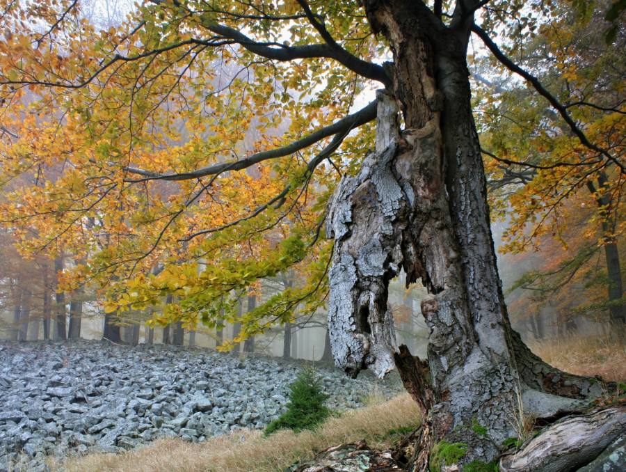 Studený vrch