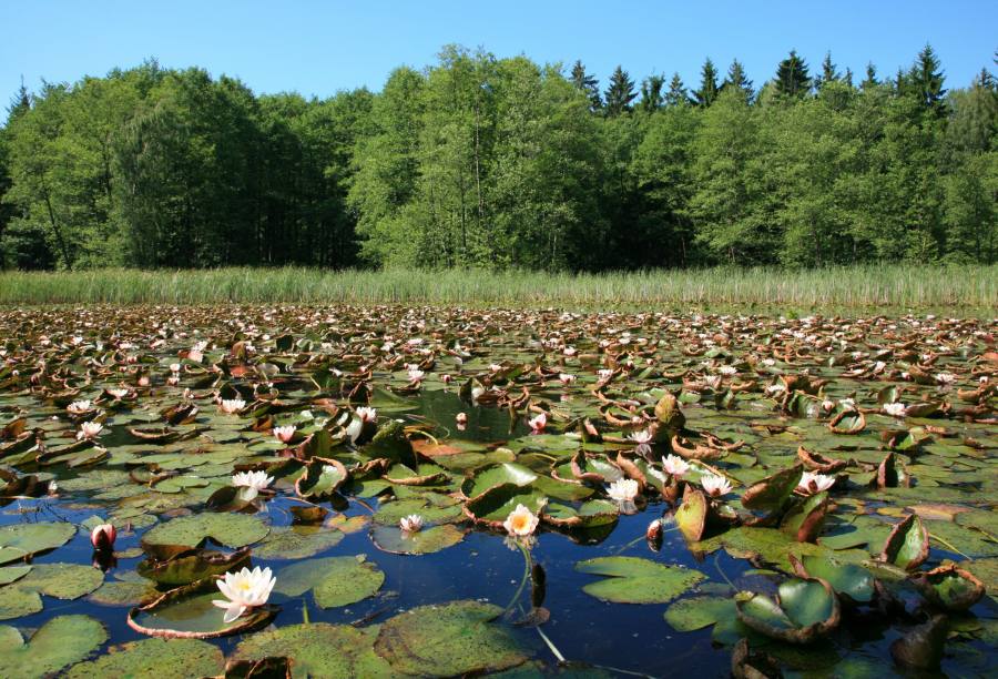 Boušovka
