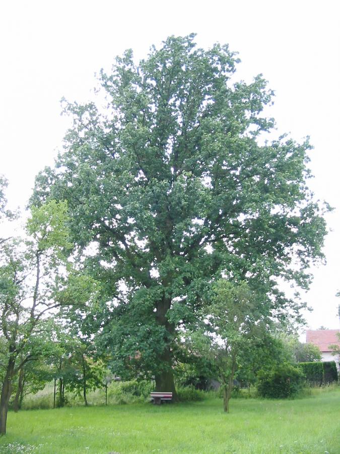 Památný dub rodu Šimků z Věřic