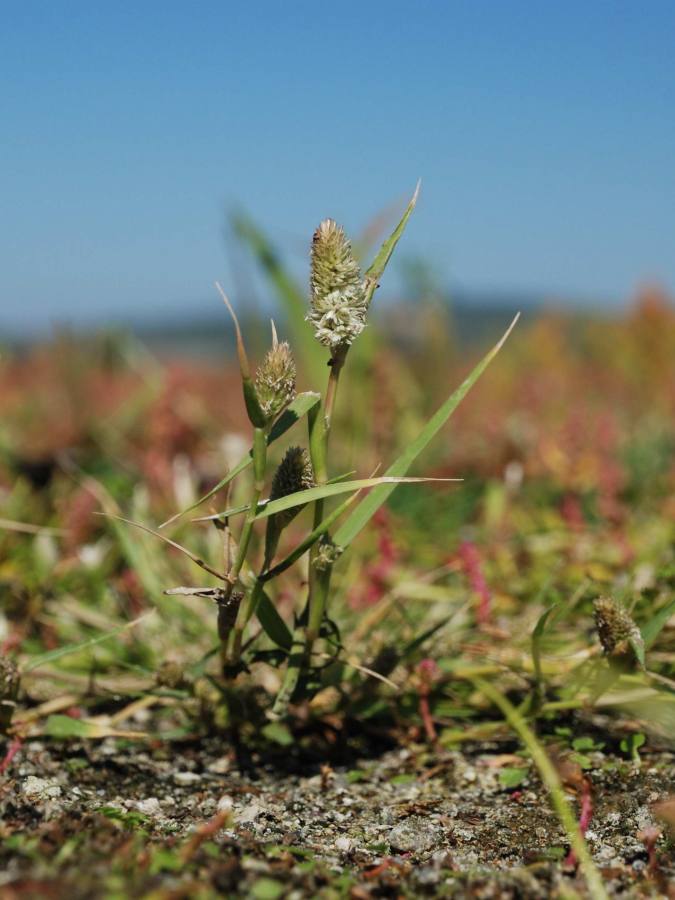 bahenka šášinovitá
