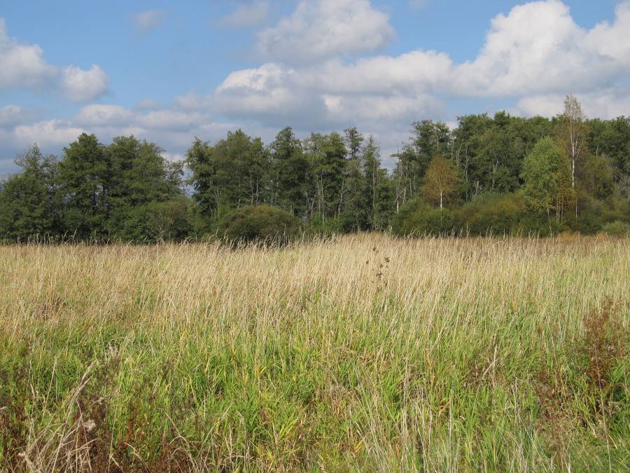 Rašeliniště Borková