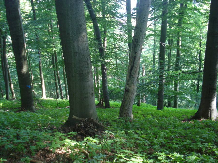 Posázavské bučiny