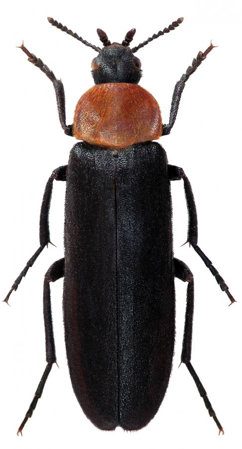 prahlec červenoštítý