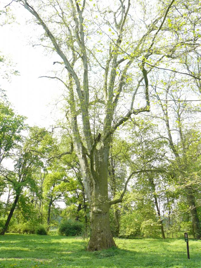 Památné stromy - Platan javorolistý (Platanus x acerifolia (AIT.) WILLD., syn. P. hispanica MILLER ex MÜNCHH.)