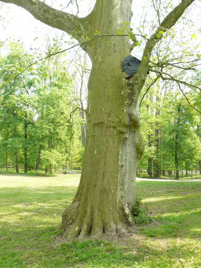 Památný strom - Platan javorolistý (Platanus x acerifolia (AIT.) WILLD., syn. P. hispanica MILLER ex MÜNCHH.)