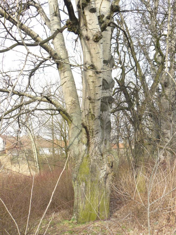 Topoly u Žehuňského rybníka