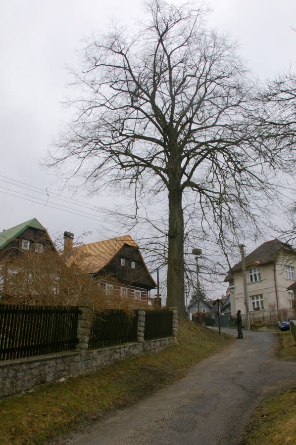Lípa v Železném Brodu