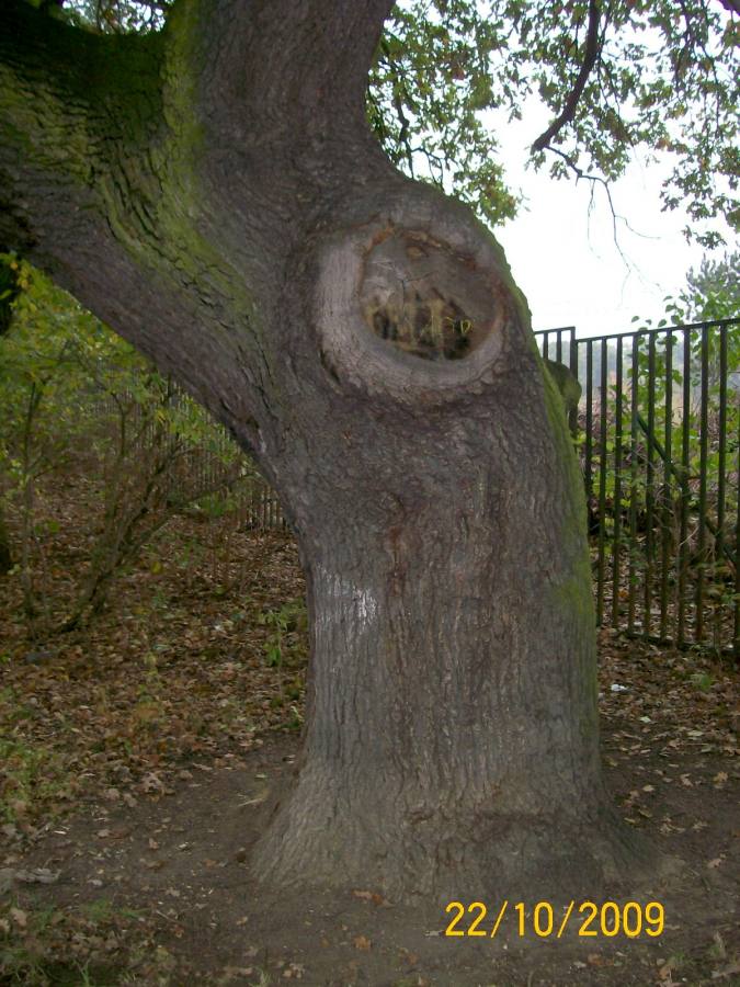 Dub letní V hrobech