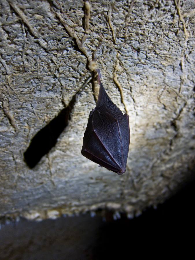 Moravský kras