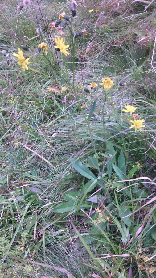 jestřábník slezský