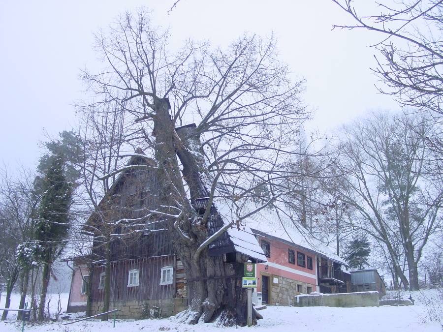 Adršpašská lípa