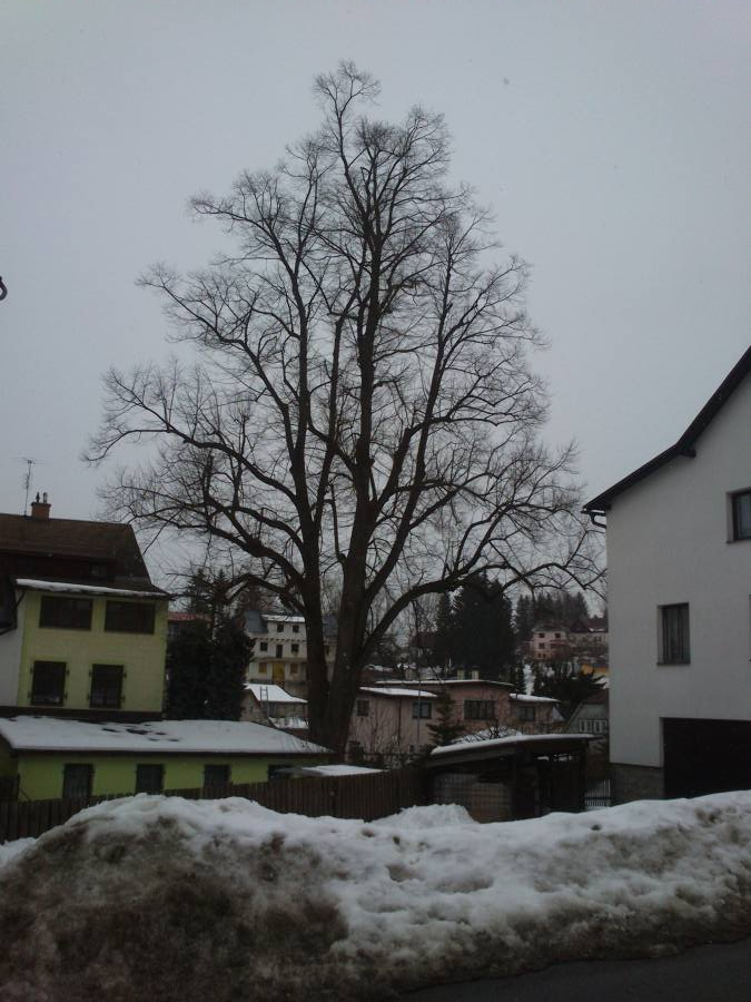 Smržovská lípa u železářství