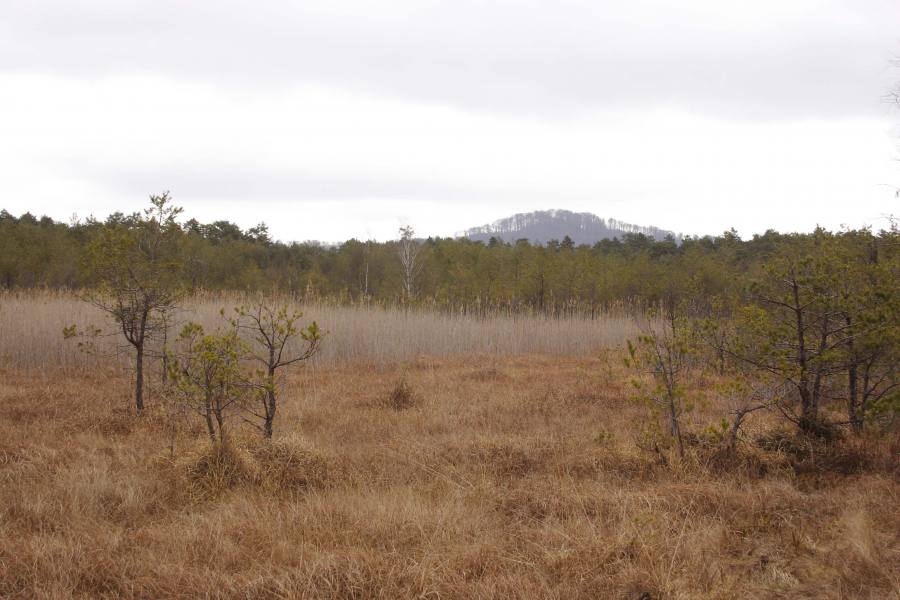 Swamp