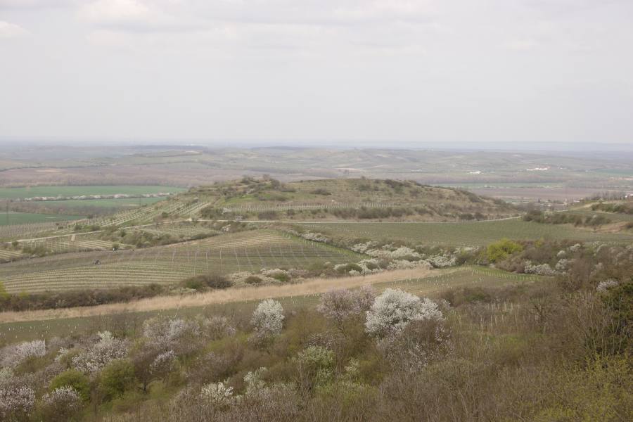 Dunajovické kopce
