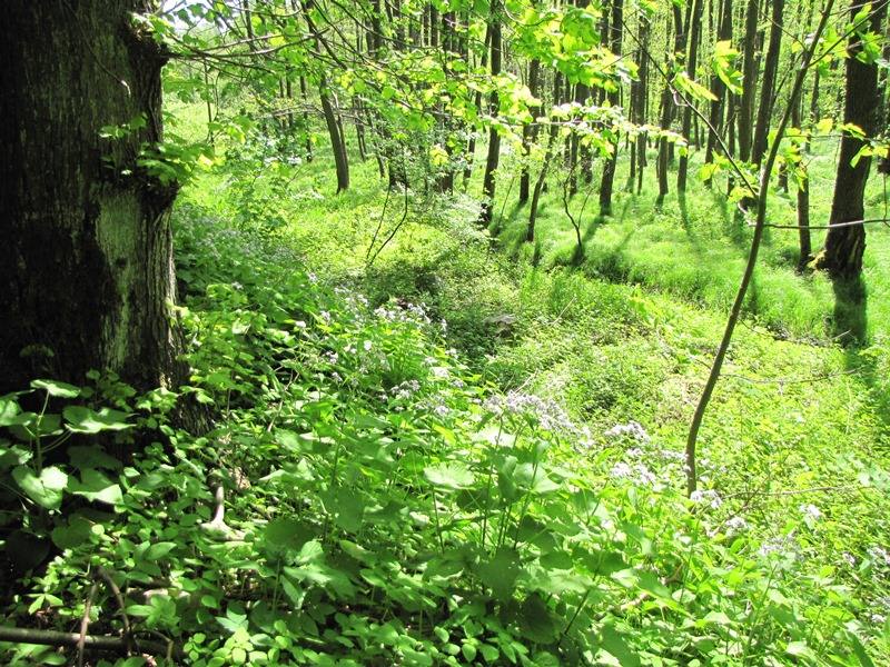Bezručovo údolí