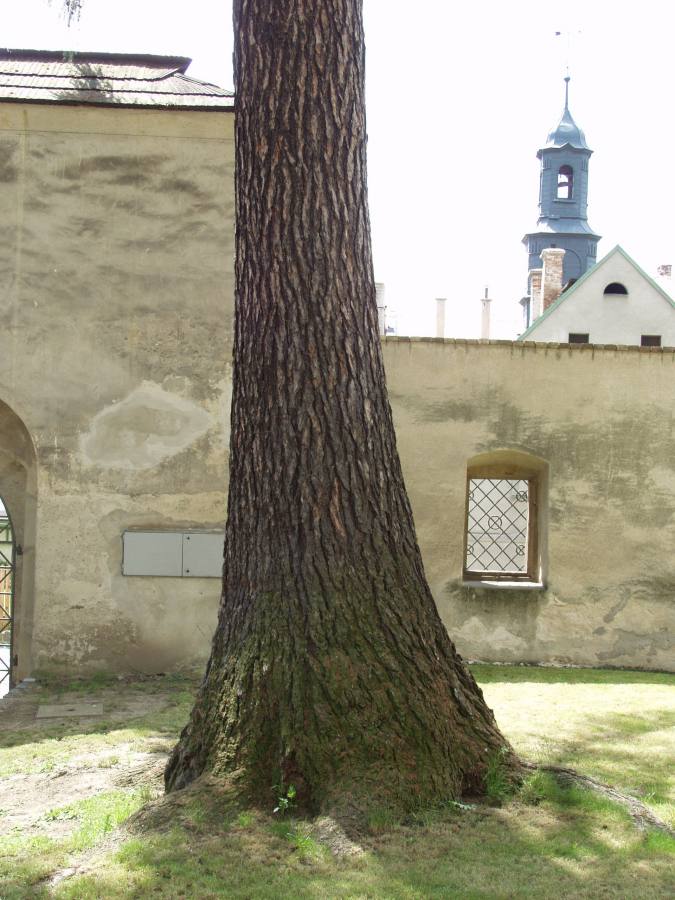 Modřín u zámku