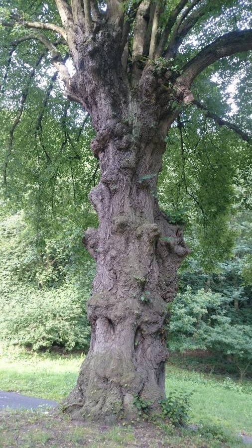 Lípa srdčitá (Tilia cordata)