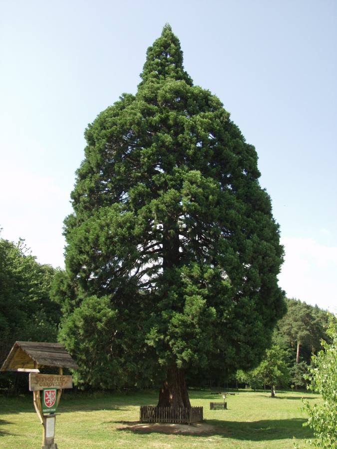 Sekvojovec obrovský