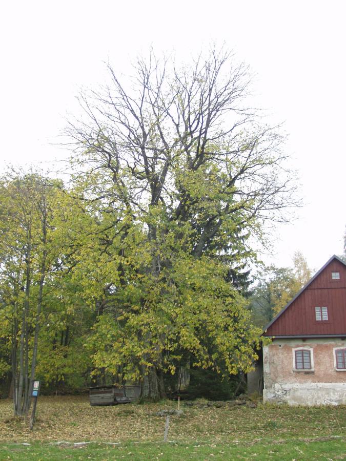 Jilm horský v Koutu