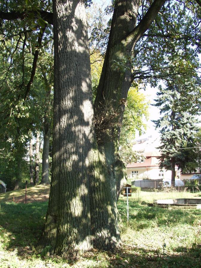 Dub letní - Quercus robur