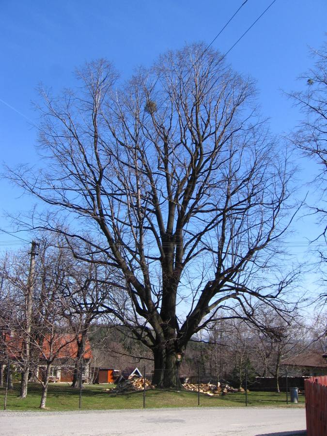 Lípa ve Frýdlantu