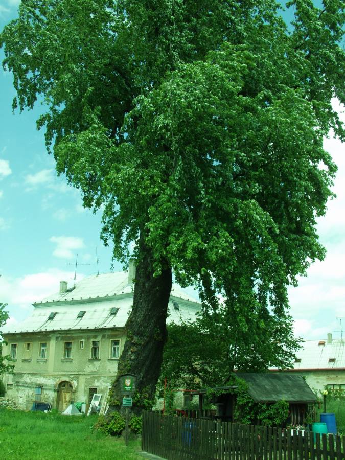 Javor stříbrný v Jiříkově
