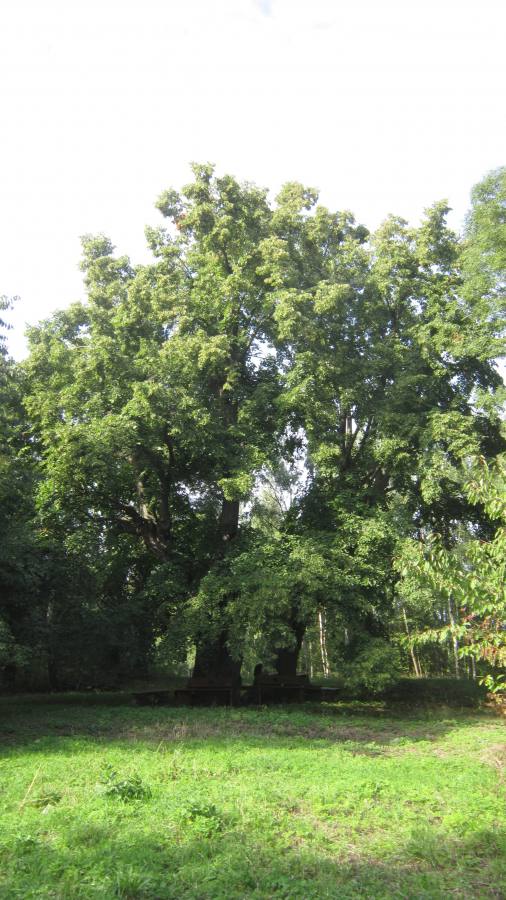 Dolní Popovská lípa